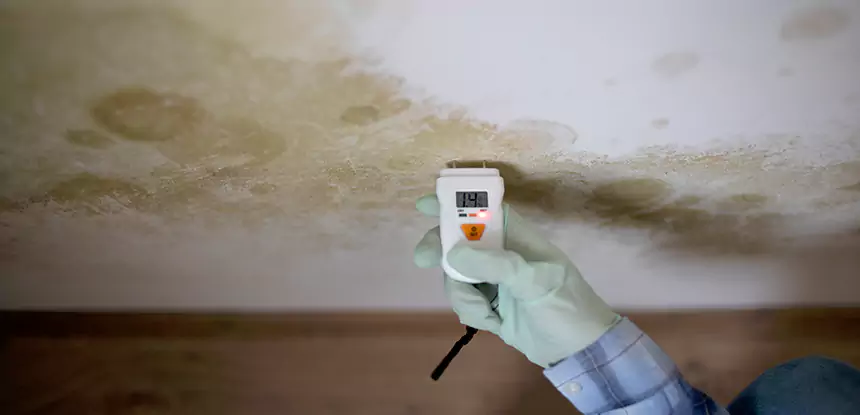 Emergency Mold Remediation in Mount Berry